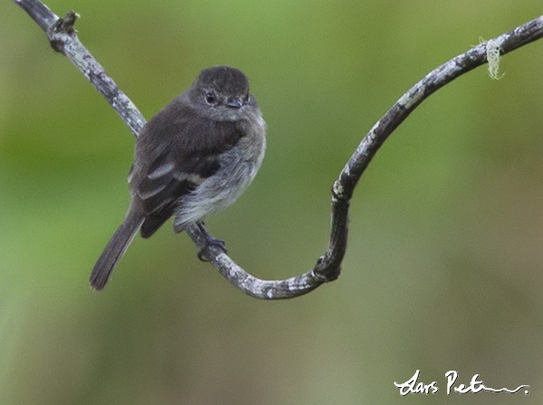 Olive-chested Flycatcher